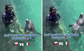 El nuevo "oráculo" del Mundial; Delfín “Hidalgo” predice el resultado de México vs. Chequia