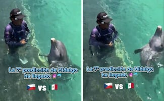 El nuevo "oráculo" del Mundial; Delfín “Hidalgo” predice el resultado de México vs. Chequia