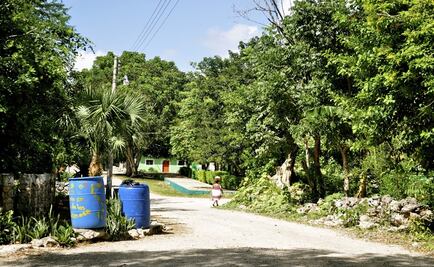 Se pierde el 70 por ciento de selvas y bosques del país: investigadores