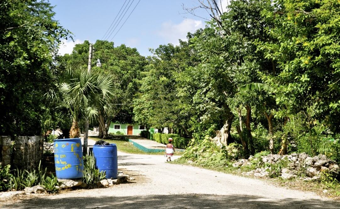 Las selvas y bosques del país están en riesgo, aseguran investigadores. Foto: Yazmín Rodríguez/ EL UNIVERSAL