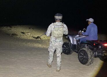 Marina custodia el primer arribazón de tortugas marinas en Oaxaca; se contó con más de 42 mil especímenes