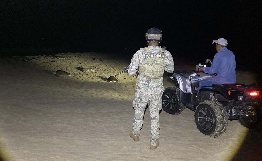 Marina brinda seguridad durante el primer arribazón de tortugas marinas en Oaxaca; se contaron con alrededor de más de 42 mil especímenes. Foto: Especial