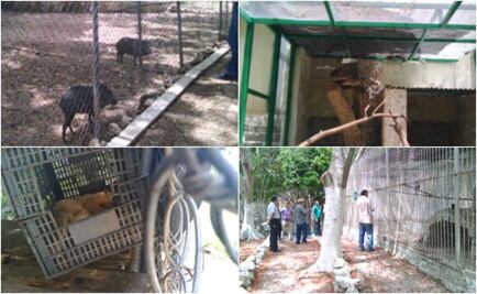 Profepa asegura 122 animales de zoológico en Campeche