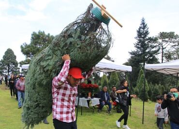 ¿Dónde conseguir árbol y Nochebuenas en Tlalpan? Arranca temporada navideña este 14 de noviembre