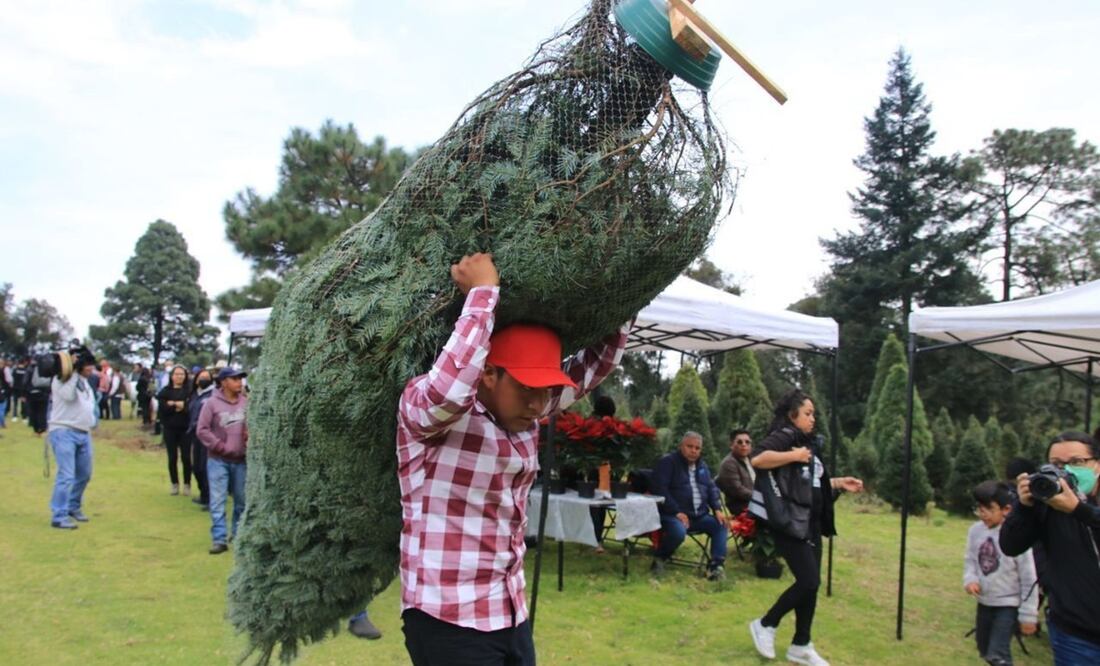 Venta de árboles de Navidad en Tlalpan. FOTO: Especial/ EL UNIVERSAL/