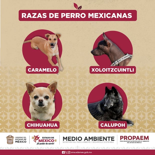 Publicación de la PROPAEM reconociendo a perro Caramelo entre las razas mexicanas. Foto: Facebook