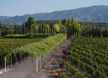 Cuánto cuesta visitar el viñedo más antiguo de América