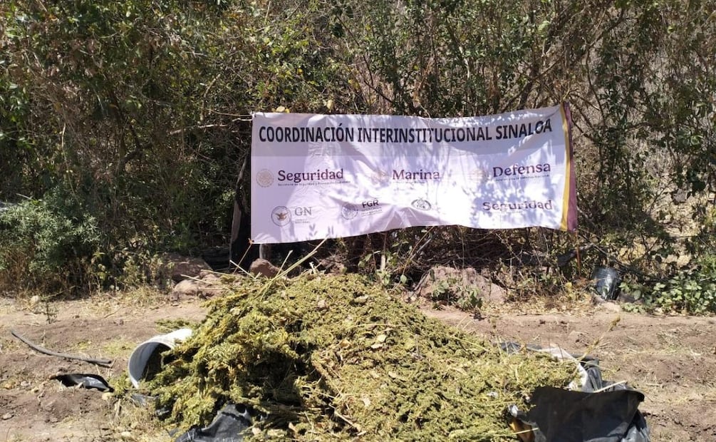Marina incinera plantío de marihuana en Sinaloa (15/05/2026). Foto: Especial