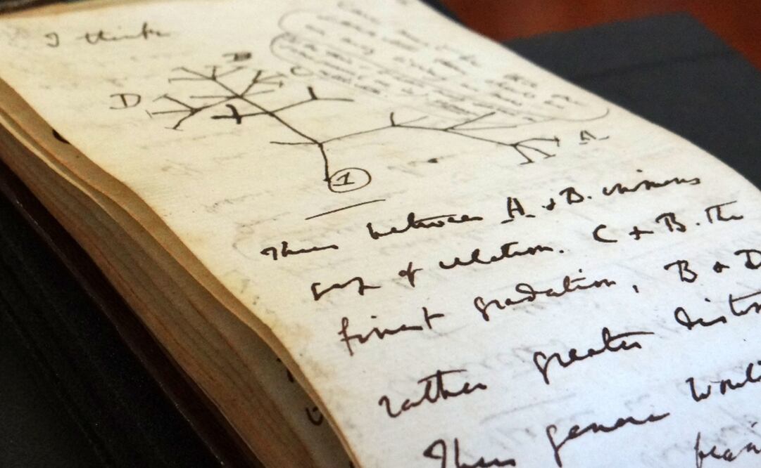 Boceto del "Árbol de la vida" de 1837 en una página de uno de los cuadernos perdidos del científico británico Charles Darwin. Foto: AFP/ Stuart Roberts, University of Cambridge  
