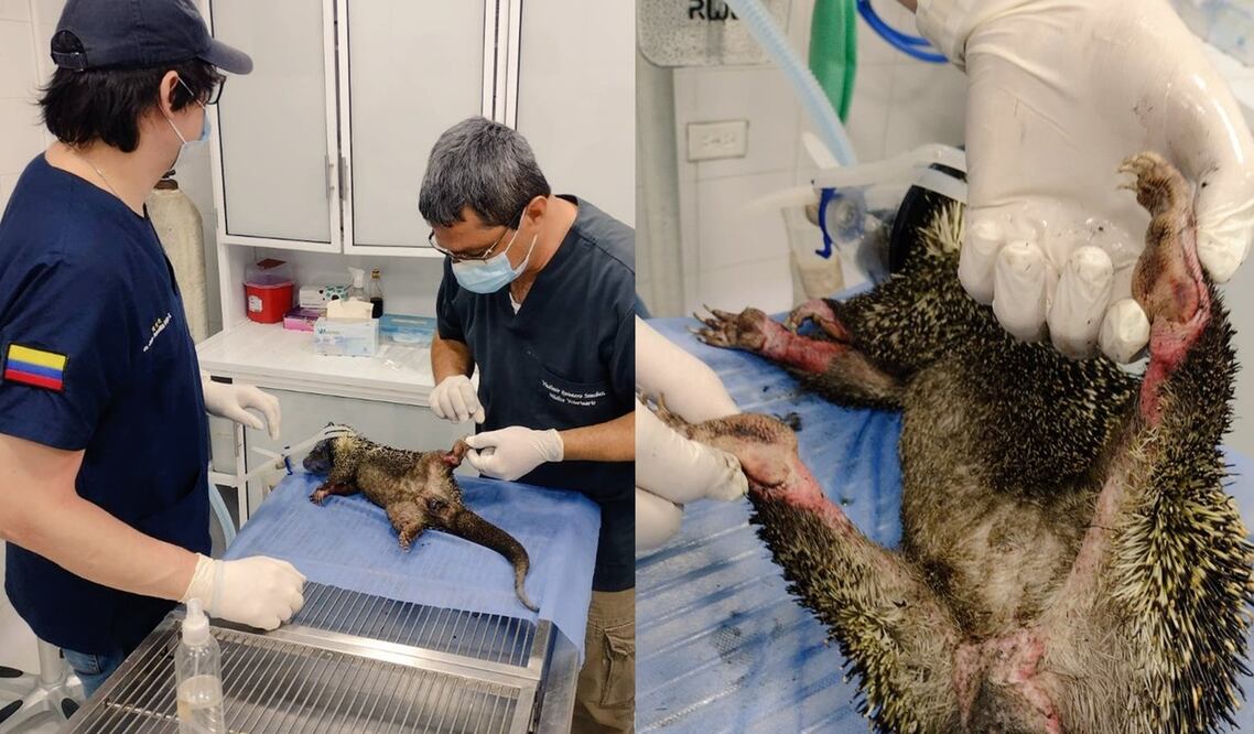 Veterinarios ayudan a un puercoespín rescatado de los incendios en Colombia. FOTO: CDMB COLOMBIA