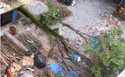 Había permiso vigente para derribo de “Eugenito", señala Sedema; empresa plantará 8 árboles