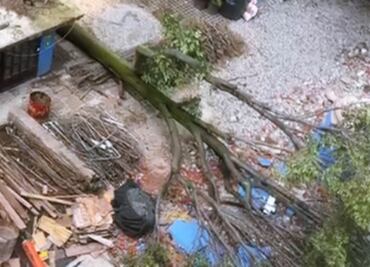 Había permiso vigente para derribo de “Eugenito", señala Sedema; empresa plantará 8 árboles