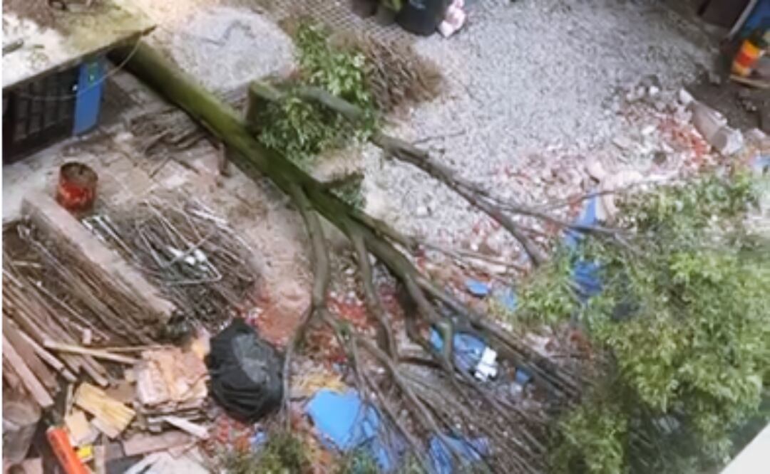 Talan a “Eugenito” en la colonia Del Valle; vecinos acusan a constructora de actuar sin permisos. Foto: Captura de pantalla