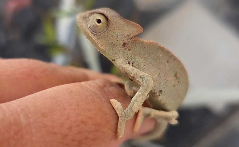 Fauna silvestre asegurada en Jalisco. Foto: Procuraduría Federal de Protección al Ambiente (Profepa).