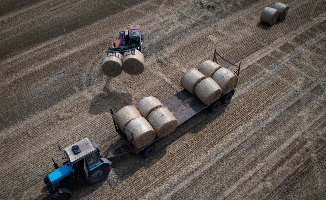 Un tractor recoge paja en un campo en una granja privada en Zhurivka, región de Kiev, Ucrania, el jueves 10 de agosto de 2023. Foto: AP