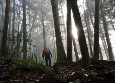 ¿Es real? Conoce el fenómeno del bosque que respira