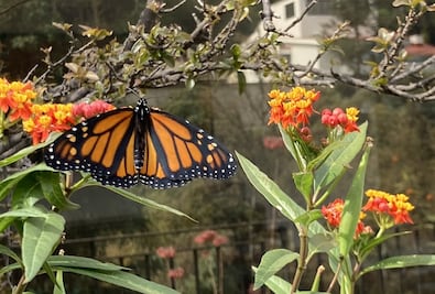Diputados avalan declarar 10 de noviembre Día Nacional de la Mariposa Monarca; iniciativa es turnada al Senado