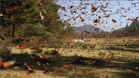 Edomex: dónde están los santuarios de la mariposa monarca