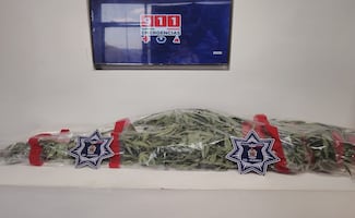 Aseguran planta de marihuana en canal de irrigación de Ciudad Juárez; no hay detenidos