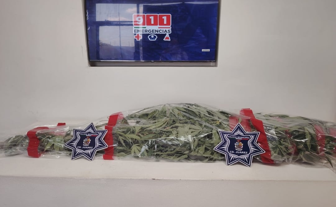 Aseguran planta de marihuana en canal de irrigación de Ciudad Juárez; no hay detenidos. Foto: Especial