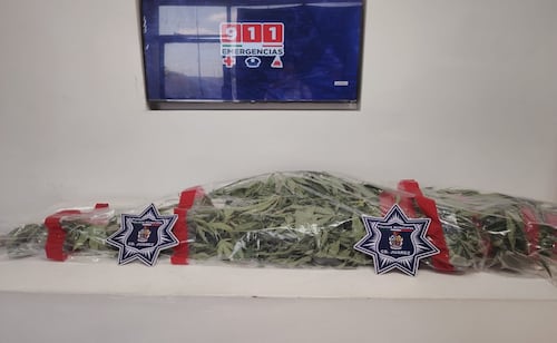 Aseguran planta de marihuana en canal de irrigación de Ciudad Juárez; no hay detenidos