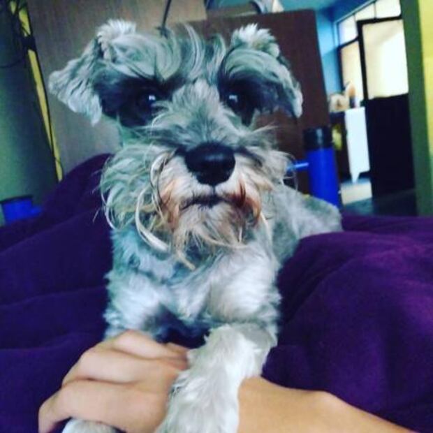 Ésta es la mejor manera de celebrar el Día Mundial del Perro