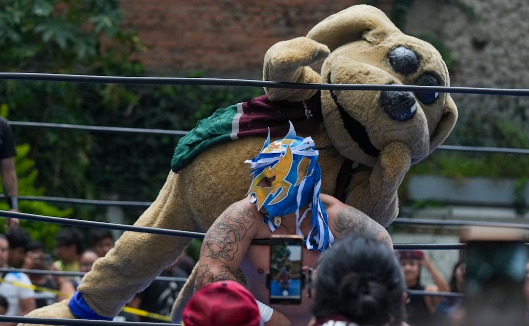 Winsin, el perrito luchador es popular en TikTok. Foto: AP