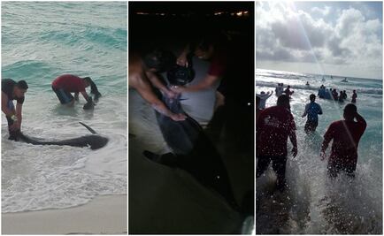 Ayudan a regresar al mar a delfines en Cancún