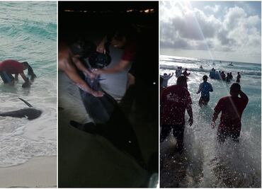 Ayudan a regresar al mar a delfines en Cancún