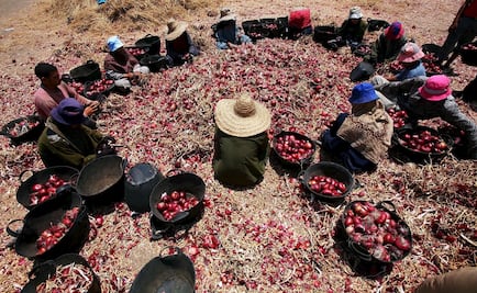 La naturaleza no podrá cuidarnos en los próximos 30 años; disminuirá la producción alimentaria