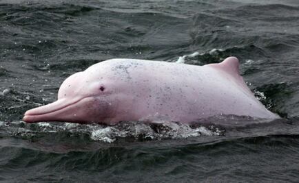 El delfín rosado, otra bella especie en peligro de extinción