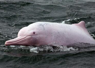 El delfín rosado, otra bella especie en peligro de extinción