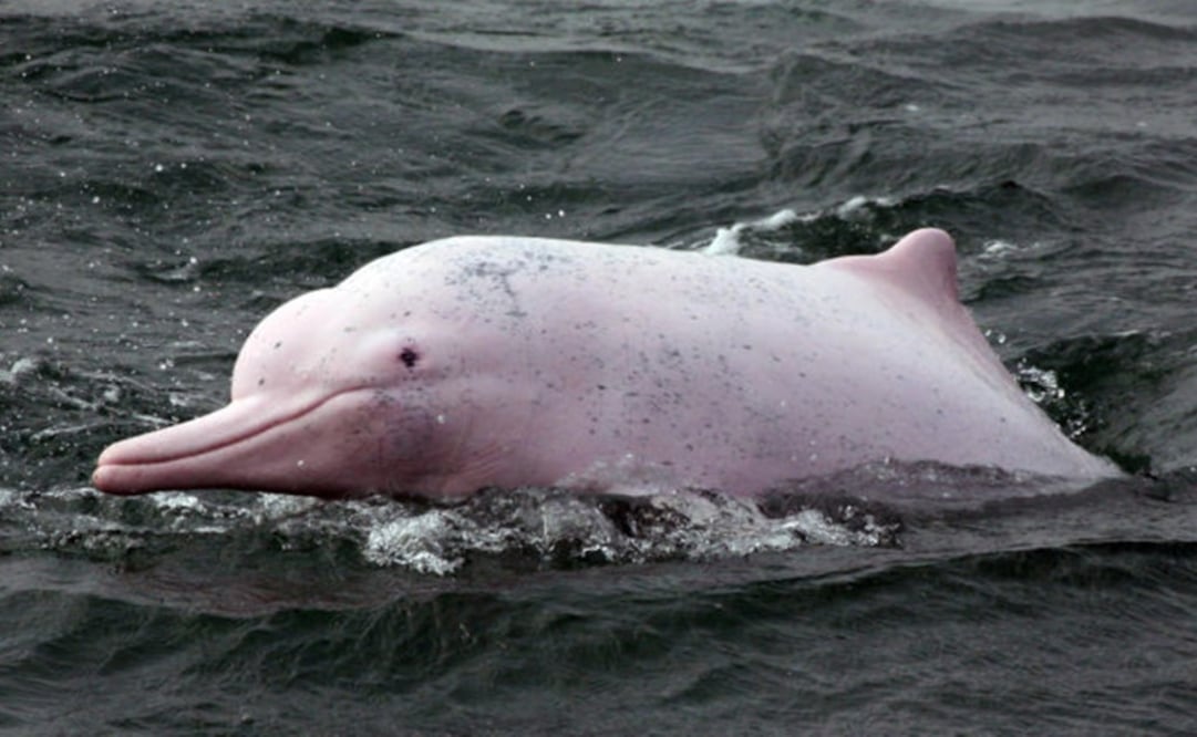 La especie 'Inia geoffrensis. Foto: HK Dolphin Conservation Society / Agence France-Presse