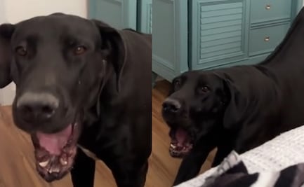 ¿Maltrato o adiestramiento?; tiktoker presume que le enseñó a su perro a no ladrar adentro de su casa y genera debate en TikTok