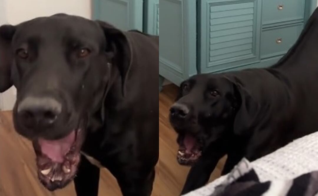 Perro que no ladra. Fuente: TikTok @anamariaortizpere