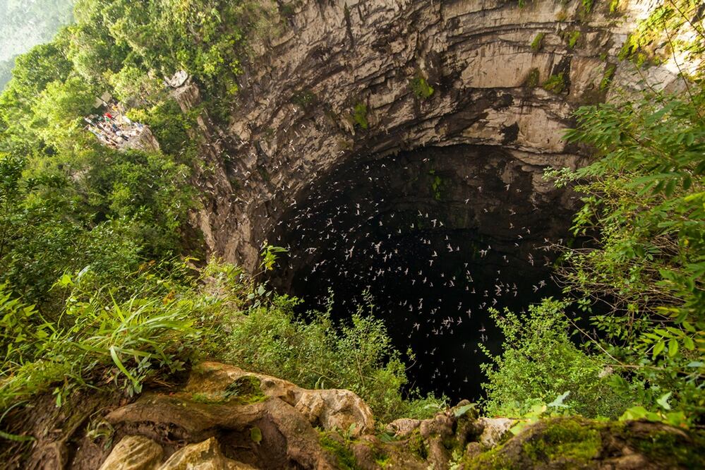 Desde el fondo del Sótano de las Golondrinas, en la Huasteca Potosina, todos los días salen miles de aves. (Foto: Cortesía Turismo de San Luis Potosí) 