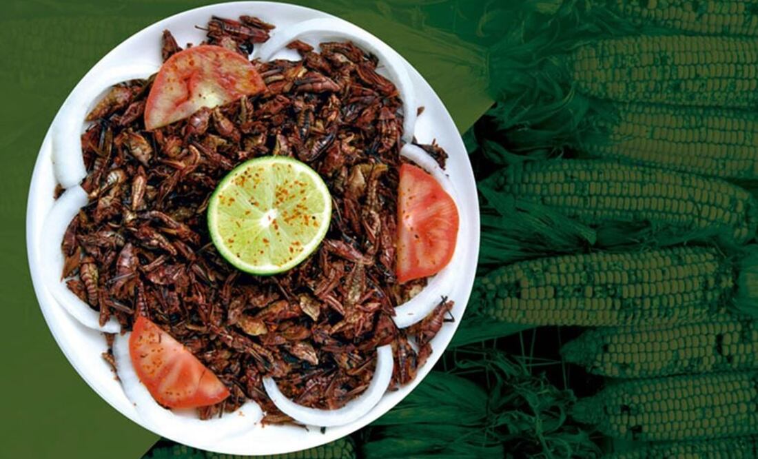 Los chapulines podrían reducir el consumo de carne y bajar la emisión de gases de efecto invernadero / Fotos: Archivo EL UNIVERSAL