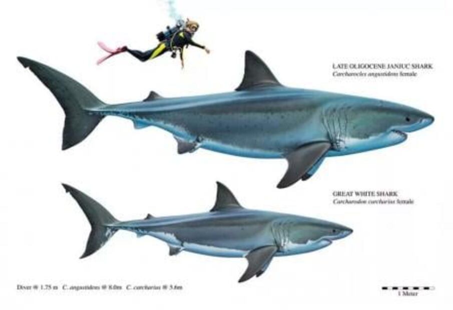 Hallan dientes de un tiburón gigante de hace 25 millones de años