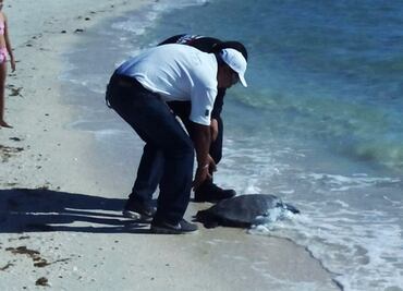 Regresan tortuga marina a su hábitat en BCS