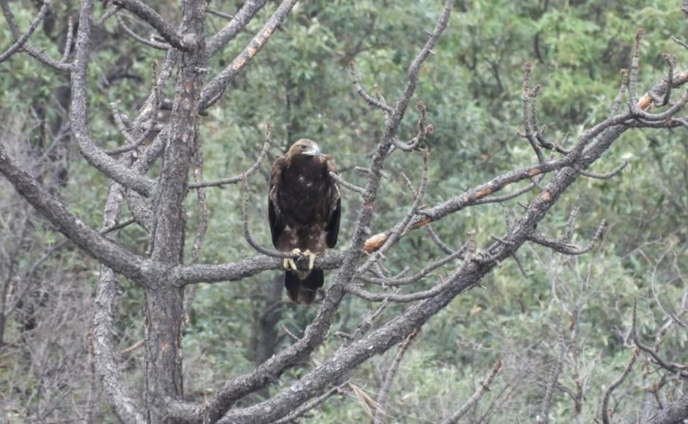 Liberan a un águila real en Chihuahua y le colocan un transmisor satelital para dar seguimiento a su adaptación (07/08/2026). Foto: Conanp