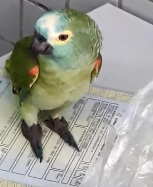 "Mamá, la policía": detienen a un loro "narco" en Brasil