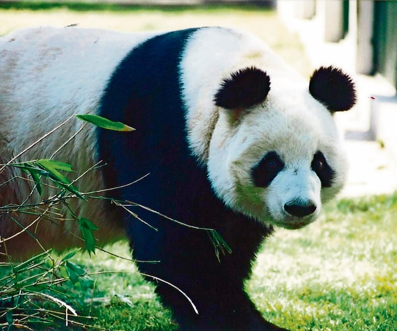 La panda Shuan Shuan fue la séptima y última cría de Pe Pe y Ying Ying, que llegaron de China al Zoológico de Chapultepec. Foto: Archivo EL UNIVERSAL