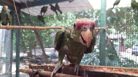 Liberan decenas de pericos decomisados en Oaxaca