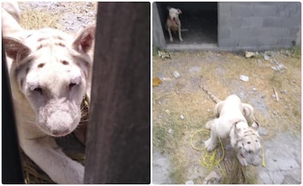 Abandonan un tigre blanco y un pitbull en iglesia de Matamoros