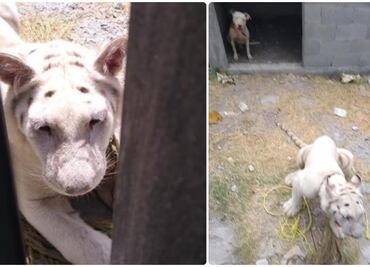 Abandonan un tigre blanco y un pitbull en iglesia de Matamoros