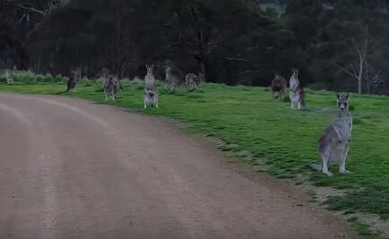 Video. Canguros ‘aterrorizan’ a un ciclista en Australia