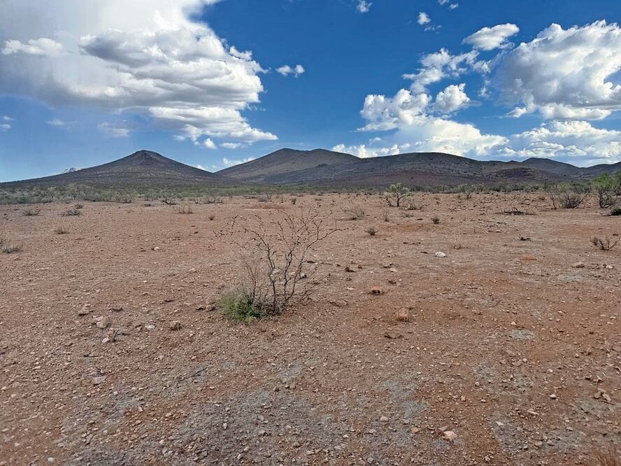 Ante la situación que viven los ganaderos y productores en los municipios de Chihuahua, urgen a que se cree un plan emergente de forrajes para otorgarlo a los afectados y así contrarrestar la afectación en tiempos de sequía. Foto Especial