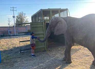 Elefanta Annie llegará al Zoológico de San Juan de Aragón