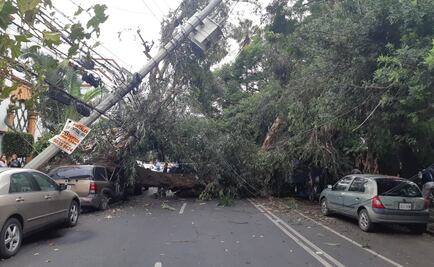 Árbol cae sobre autos en la colonia Del Valle