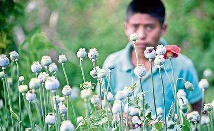 Mexico seeks to tackle heroin trade at its roots